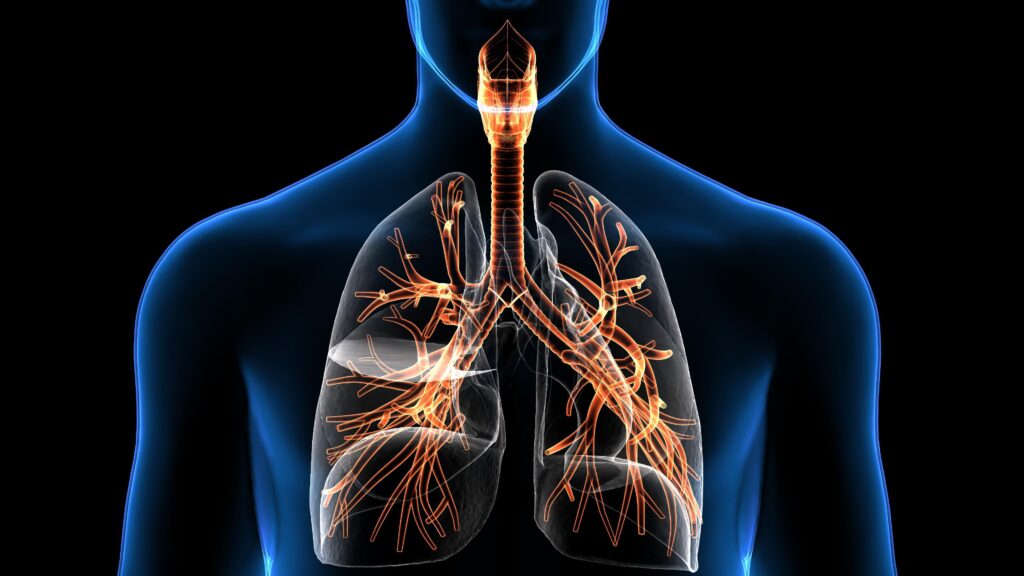 Preclinical Fibrosis Models | MLM Medical Labs